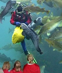 Foto van vissen voederen in Ålesund Aquarium Atlanterhavspark in Noorwegen